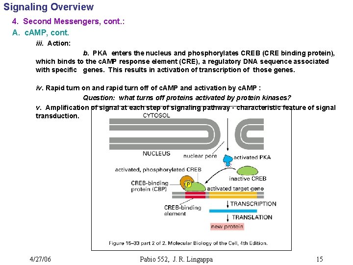 Signaling Overview 4. Second Messengers, cont. : A. c. AMP, cont. iii. Action: b.
