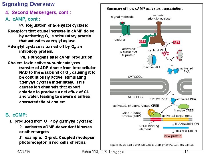 Signaling Overview Summary of how c. AMP activates transcription: 4. Second Messengers, cont. :