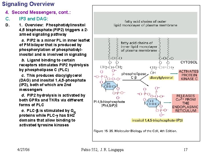 Signaling Overview 4. Second Messengers, cont. : C. IP 3 and DAG: D. 1.