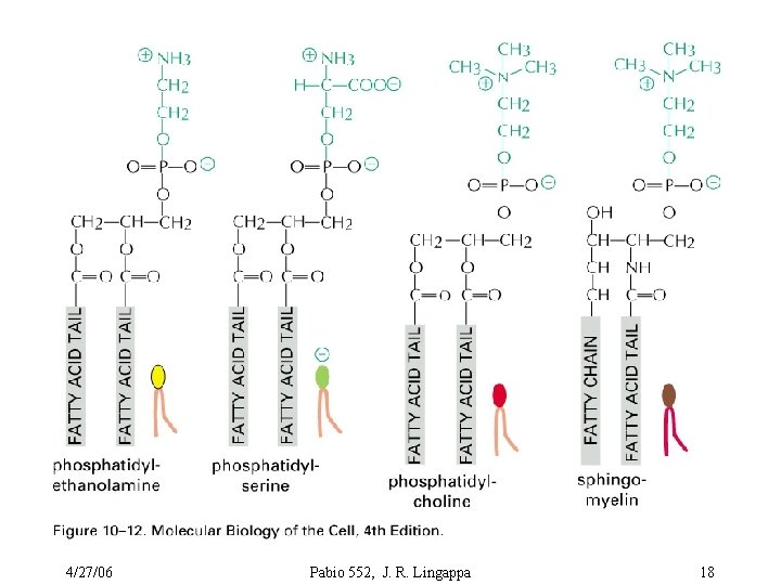 4/27/06 Pabio 552, J. R. Lingappa 18 