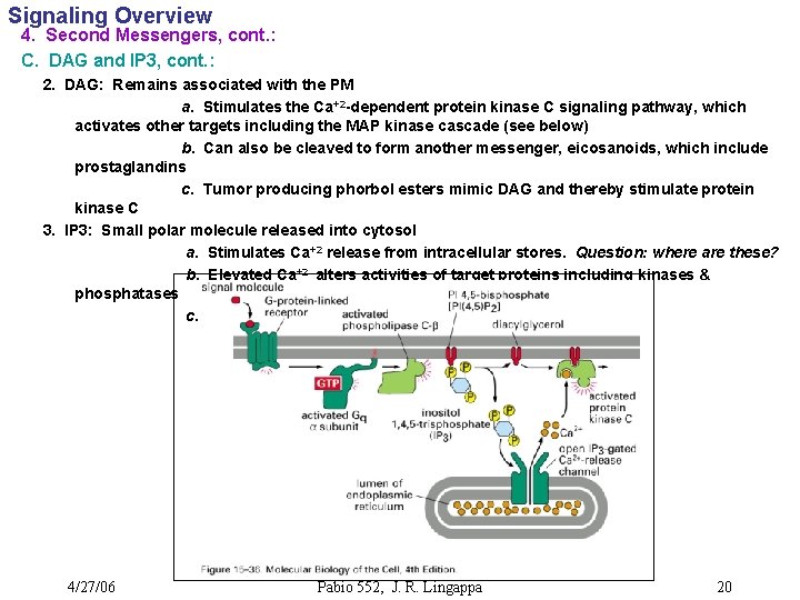 Signaling Overview 4. Second Messengers, cont. : C. DAG and IP 3, cont. :