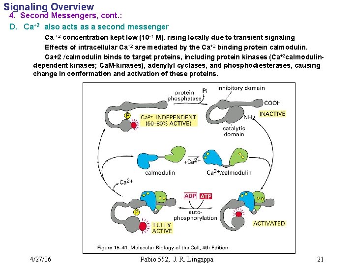 Signaling Overview 4. Second Messengers, cont. : D. Ca+2 also acts as a second