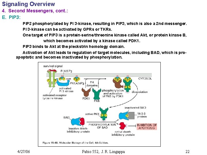Signaling Overview 4. Second Messengers, cont. : E. PIP 3: PIP 2 phosphorylated by
