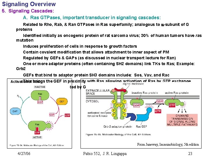 Signaling Overview 5. Signaling Cascades: A. Ras GTPases, important transducer in signaling cascades: Related