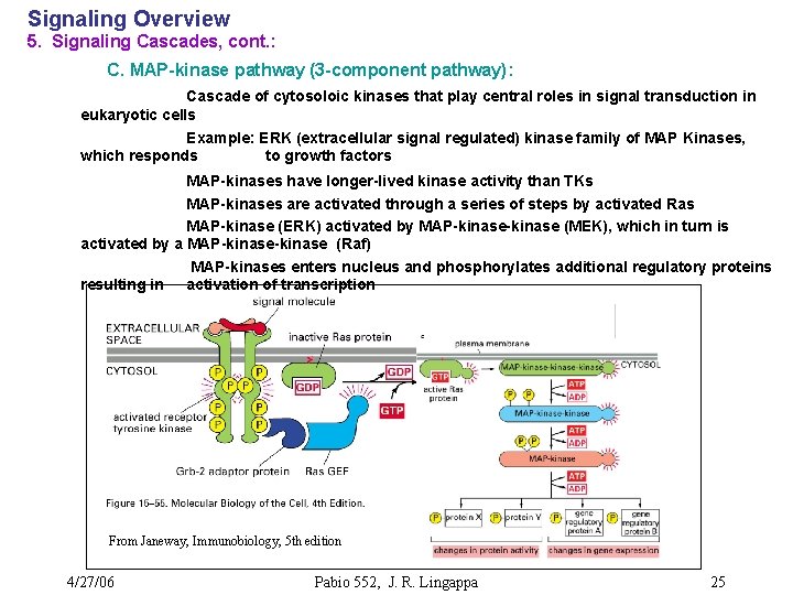 Signaling Overview 5. Signaling Cascades, cont. : C. MAP-kinase pathway (3 -component pathway): Cascade