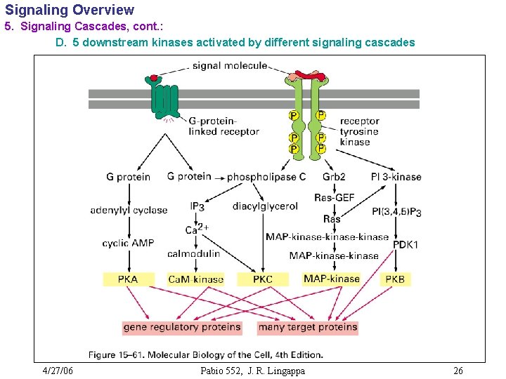 Signaling Overview 5. Signaling Cascades, cont. : D. 5 downstream kinases activated by different