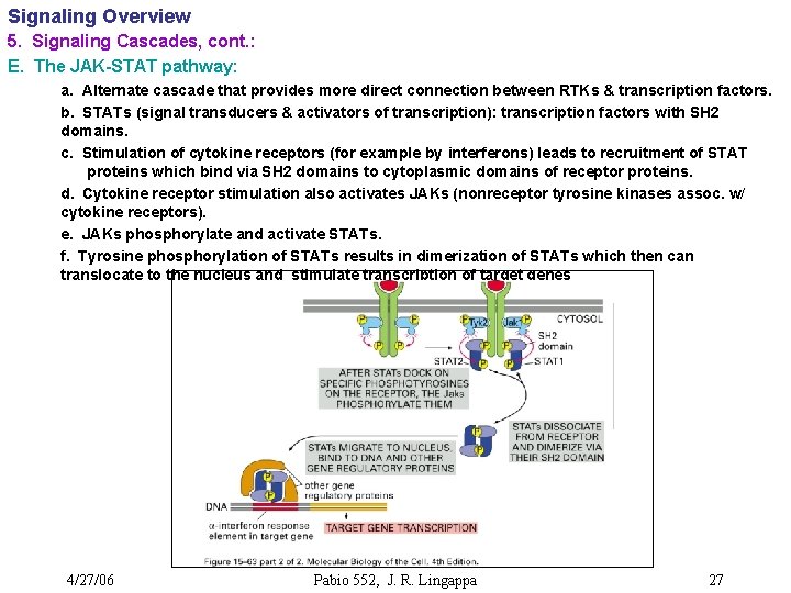 Signaling Overview 5. Signaling Cascades, cont. : E. The JAK-STAT pathway: a. Alternate cascade