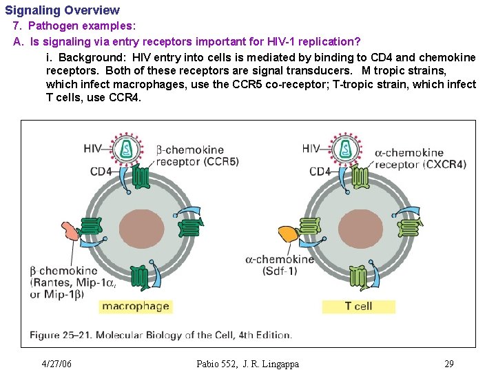Signaling Overview 7. Pathogen examples: A. Is signaling via entry receptors important for HIV-1
