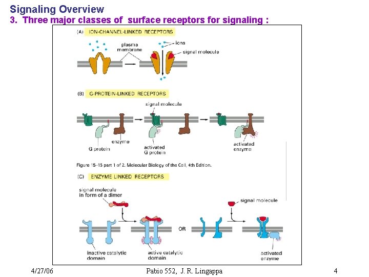 Signaling Overview 3. Three major classes of surface receptors for signaling : 4/27/06 Pabio
