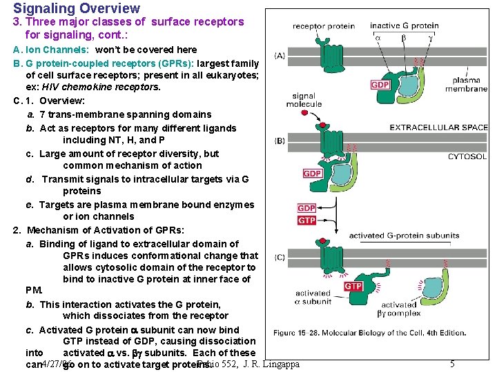 Signaling Overview 3. Three major classes of surface receptors for signaling, cont. : A.