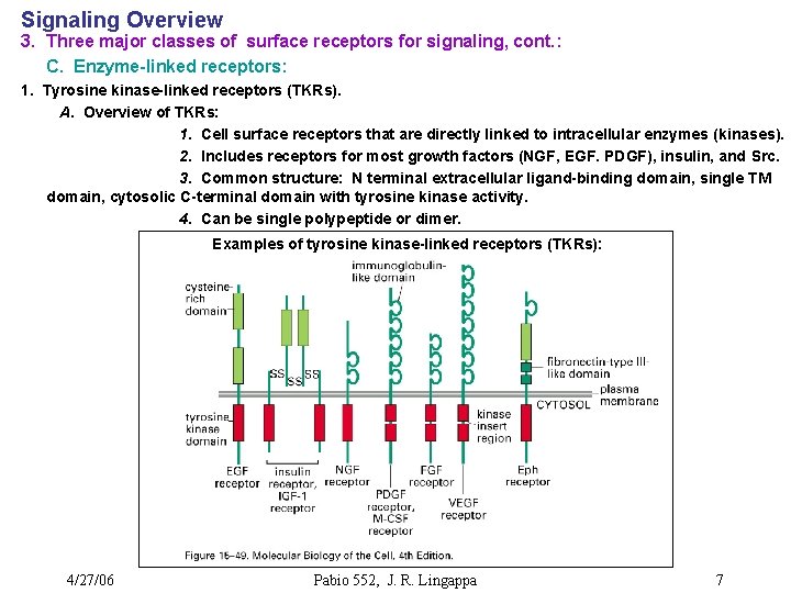 Signaling Overview 3. Three major classes of surface receptors for signaling, cont. : C.
