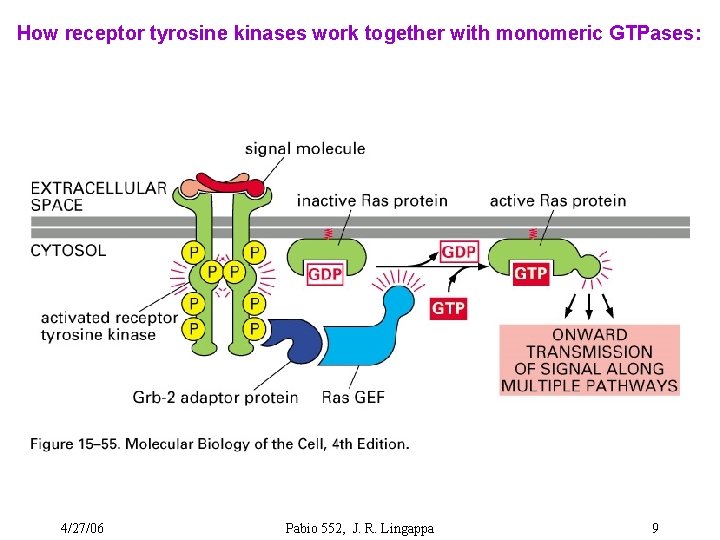 How receptor tyrosine kinases work together with monomeric GTPases: 4/27/06 Pabio 552, J. R.
