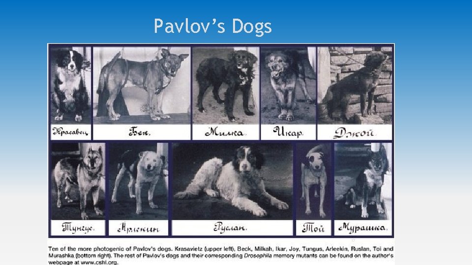 Pavlov’s Dogs 17 