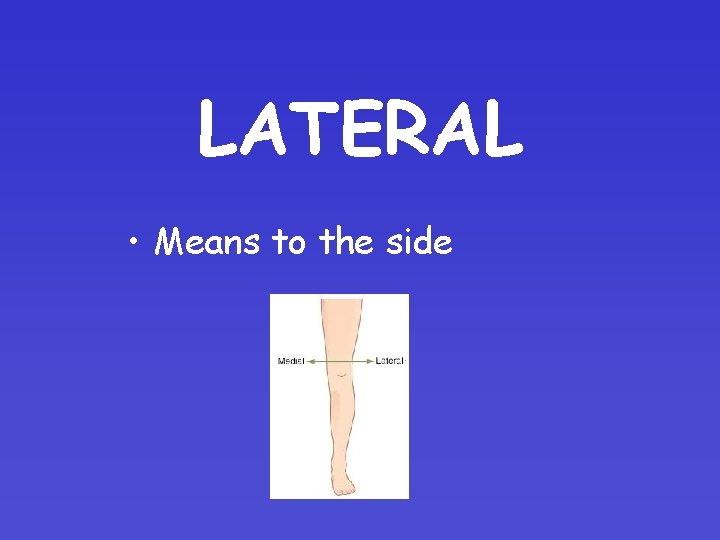 LATERAL • Means to the side 