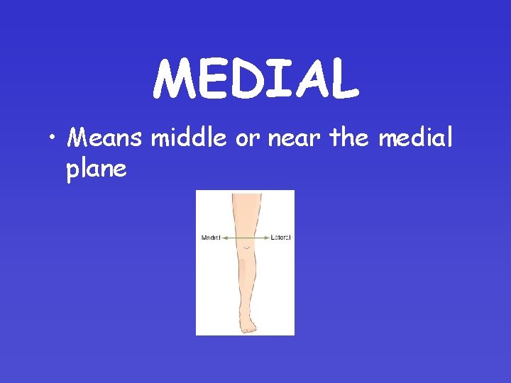 MEDIAL • Means middle or near the medial plane MEDIAL • Means middle or near the medial plane