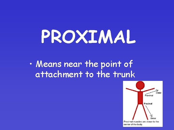 PROXIMAL • Means near the point of attachment to the trunk 