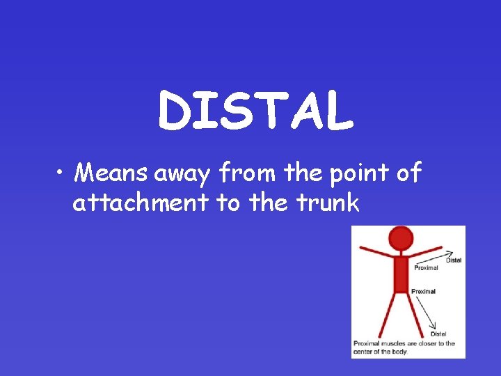 DISTAL • Means away from the point of attachment to the trunk 