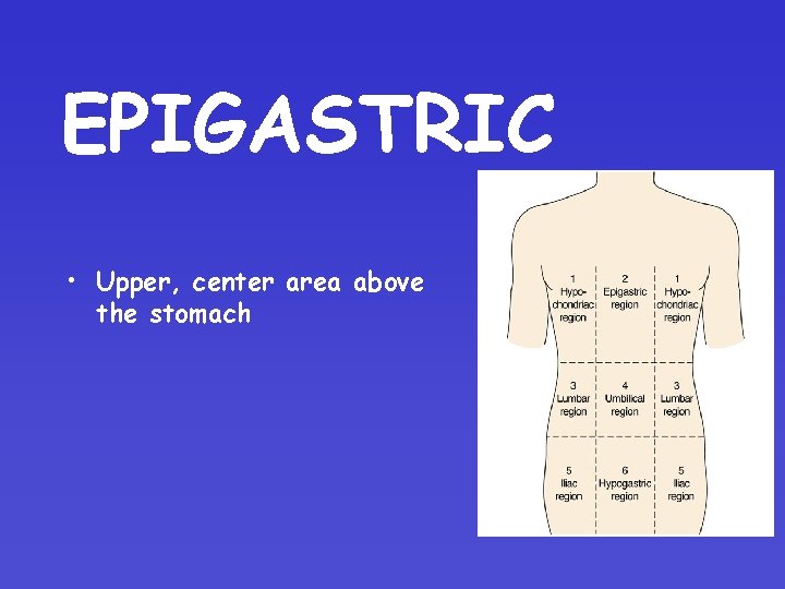 EPIGASTRIC • Upper, center area above the stomach EPIGASTRIC • Upper, center area above the stomach