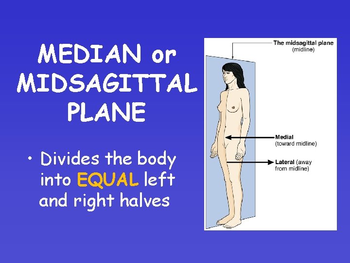 MEDIAN or MIDSAGITTAL PLANE • Divides the body into EQUAL left and right halves