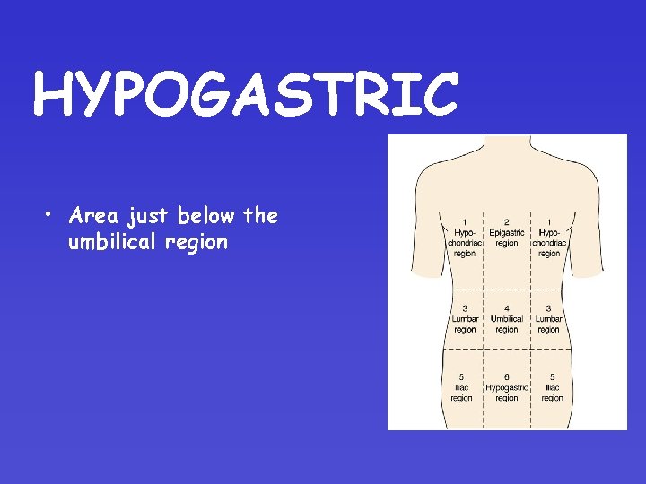HYPOGASTRIC • Area just below the umbilical region HYPOGASTRIC • Area just below the umbilical region