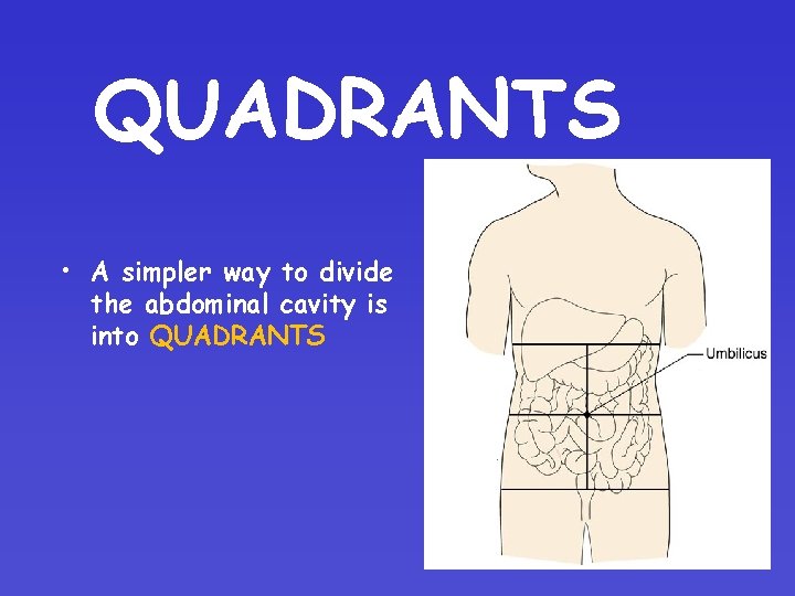 QUADRANTS • A simpler way to divide the abdominal cavity is into QUADRANTS QUADRANTS • A simpler way to divide the abdominal cavity is into QUADRANTS