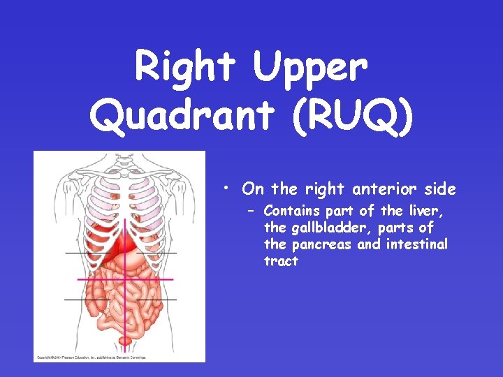 Right Upper Quadrant (RUQ) • On the right anterior side – Contains part of