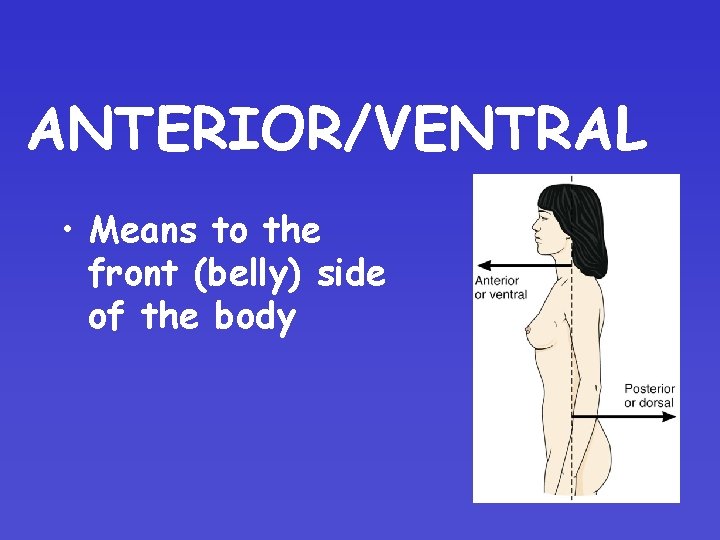 ANTERIOR/VENTRAL • Means to the front (belly) side of the body ANTERIOR/VENTRAL • Means to the front (belly) side of the body