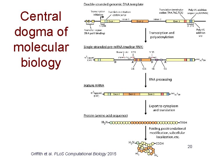 Central dogma of molecular biology 20 Griffith et al. PLo. S Computational Biology 2015