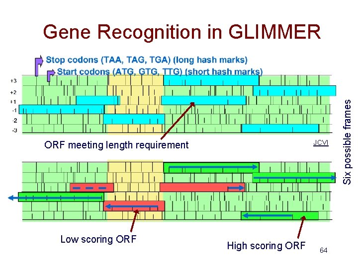 JCVI ORF meeting length requirement Low scoring ORF High scoring ORF 64 Six possible