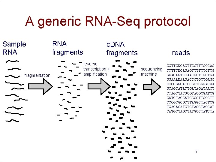 A generic RNA-Seq protocol Sample RNA fragmentation RNA fragments c. DNA fragments reverse transcription