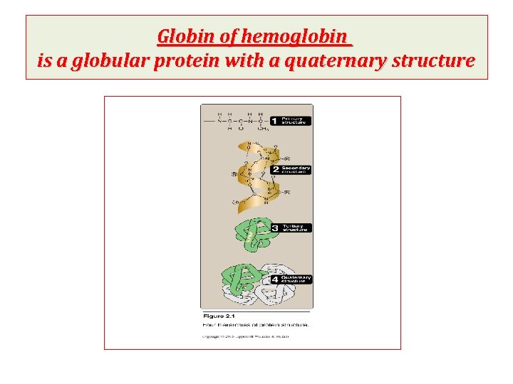Globin of hemoglobin is a globular protein with a quaternary structure 