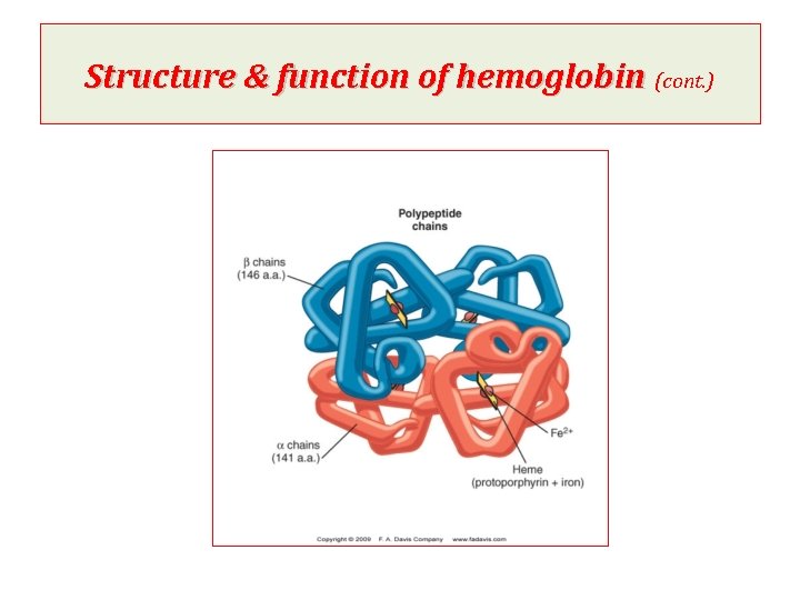 Structure & function of hemoglobin (cont. ) 