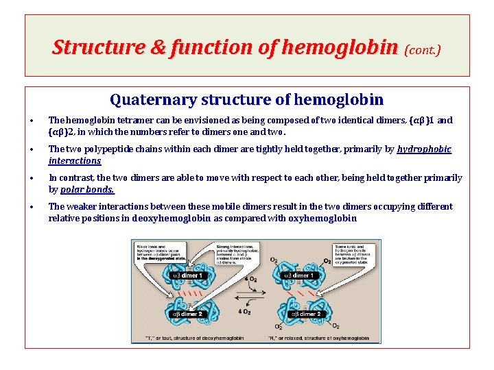 Structure & function of hemoglobin (cont. ) Quaternary structure of hemoglobin • The hemoglobin