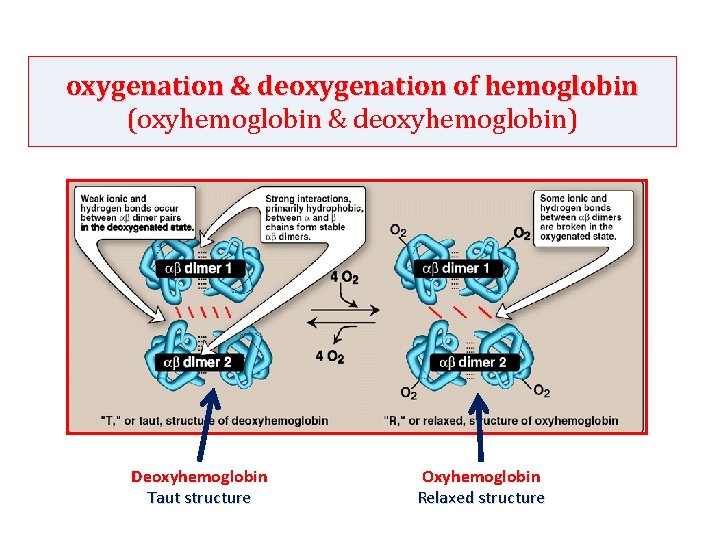 oxygenation & deoxygenation of hemoglobin (oxyhemoglobin & deoxyhemoglobin) Deoxyhemoglobin Taut structure Oxyhemoglobin Relaxed structure