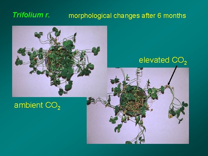 Trifolium r. morphological changes after 6 months elevated CO 2 ambient CO 2 