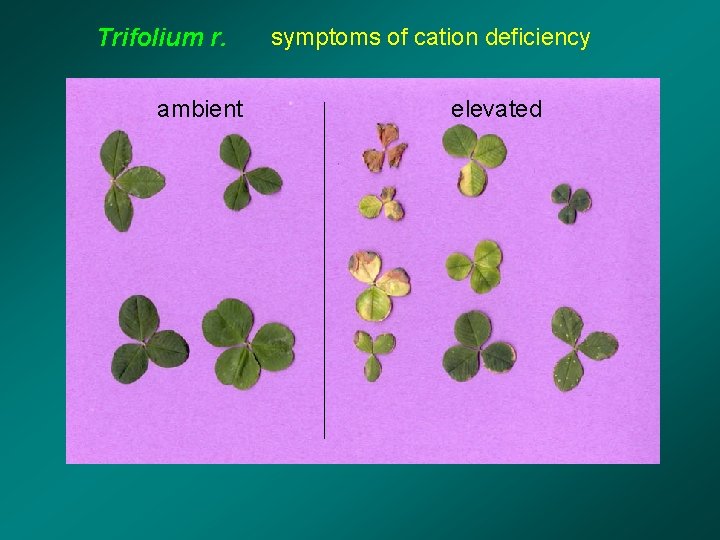 Trifolium r. ambient symptoms of cation deficiency elevated 