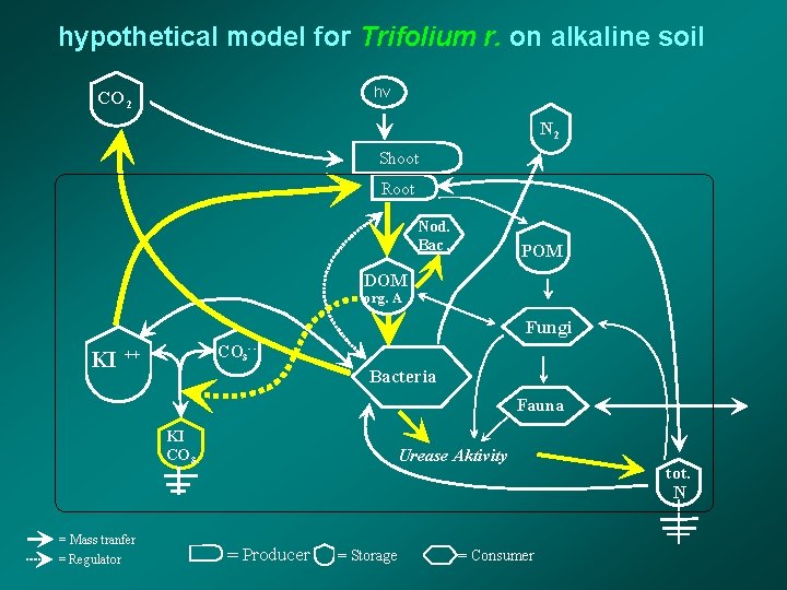 hypothetical model for Trifolium r. on alkaline soil hv CO 2 N 2 Shoot