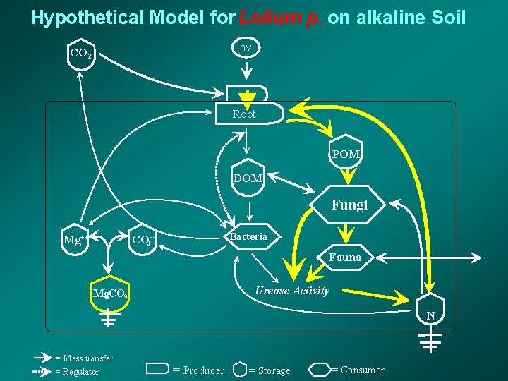 Hypothetical Model for Lolium p. on alkaline Soil hv CO 2 Root POM DOM