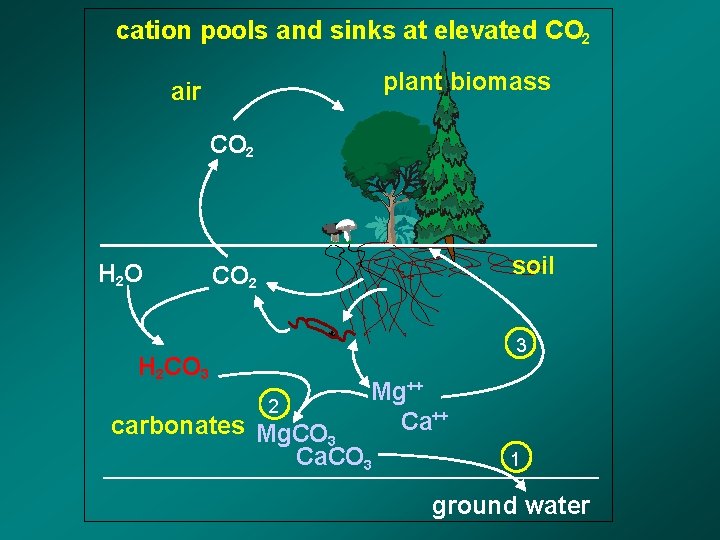 cation pools and sinks at elevated CO 2 plant biomass air CO 2 H