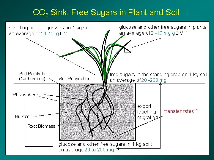 CO 2 Sink: Free Sugars in Plant and Soil standing crop of grasses on