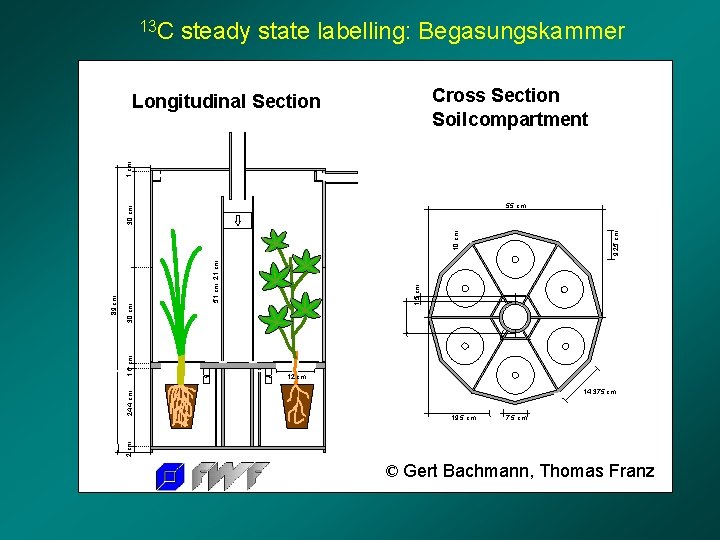 13 C steady state labelling: Begasungskammer Cross Section Soilcompartment 1 cm Longitudinal Section 9,