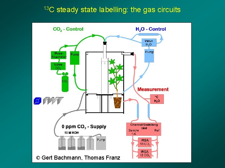 13 C steady state labelling: the gas circuits © Gert Bachmann, Thomas Franz 