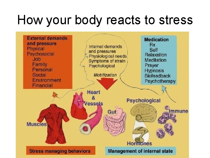 How your body reacts to stress 