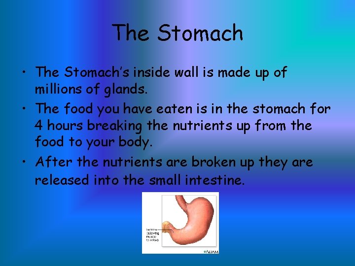 The Stomach • The Stomach’s inside wall is made up of millions of glands.