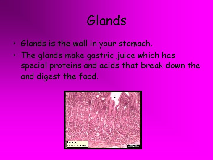 Glands • Glands is the wall in your stomach. • The glands make gastric