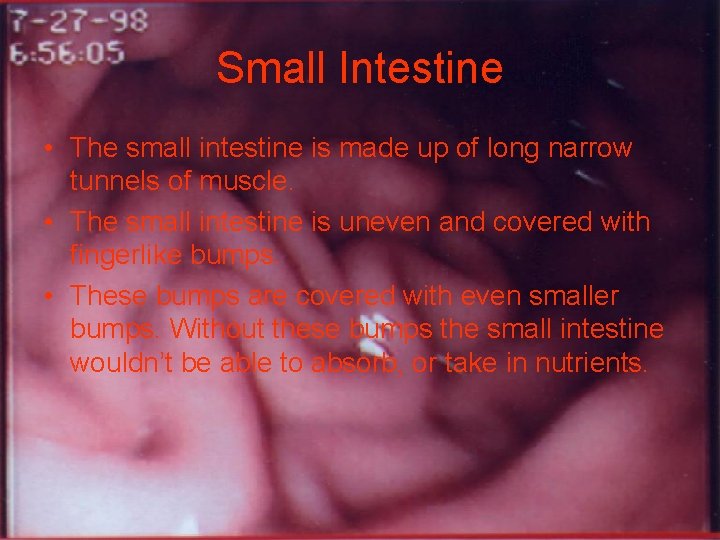 Small Intestine • The small intestine is made up of long narrow tunnels of