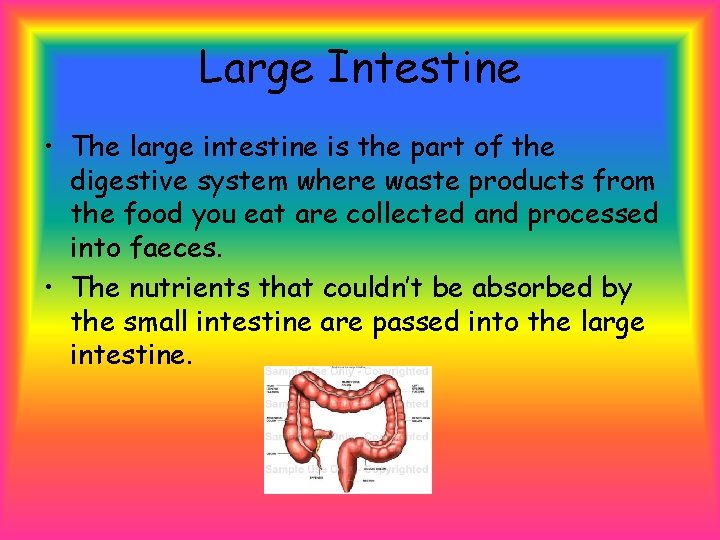 Large Intestine • The large intestine is the part of the digestive system where