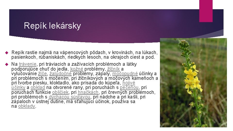 Repík lekársky Repík rastie najmä na vápencových pôdach, v krovinách, na lúkach, pasienkoch, rúbaniskách,