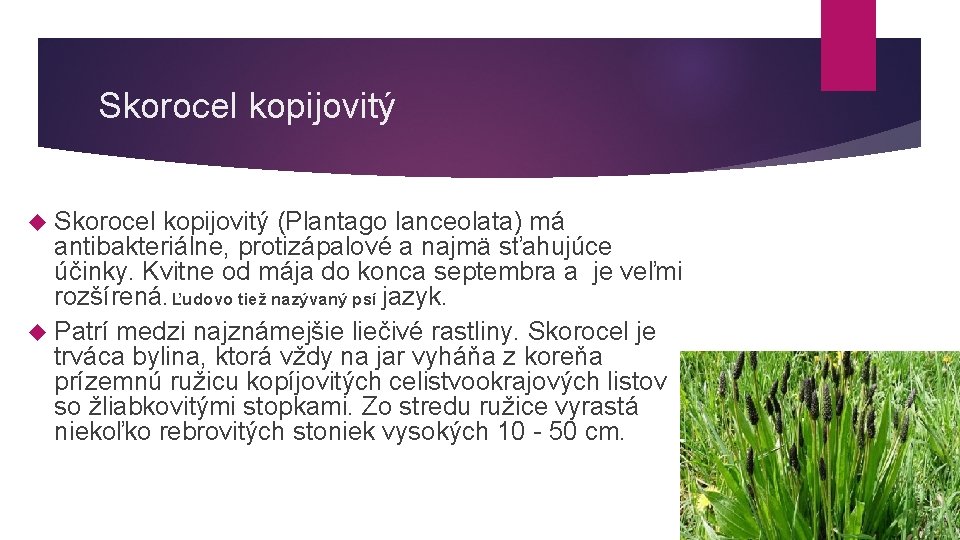 Skorocel kopijovitý (Plantago lanceolata) má antibakteriálne, protizápalové a najmä sťahujúce účinky. Kvitne od mája