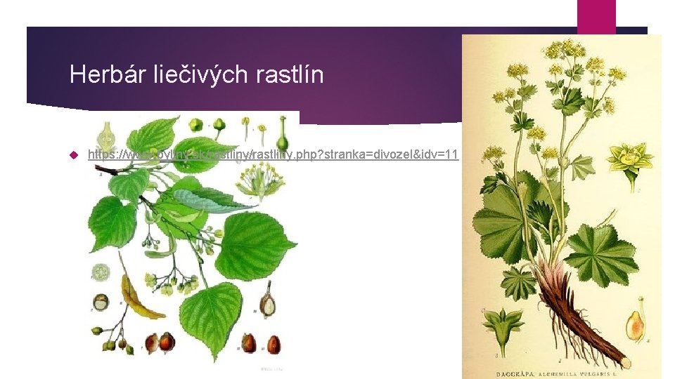 Herbár liečivých rastlín https: //www. byliny. sk/rastliny. php? stranka=divozel&idv=11 